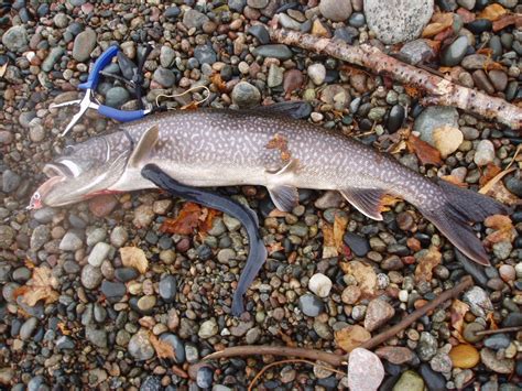 Giant Leech With Teeth