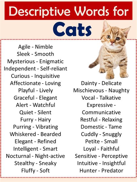Descriptive Words For A Cat at Alfredo Frank blog