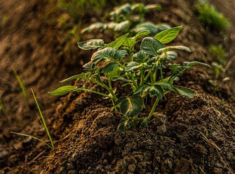 Environmental Benefits Of Sustainable Farming Practices To Agriculture ...