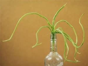 KANAYA Indian Vegetable Beans Singra Hybrid Seed Price in India - Buy ...