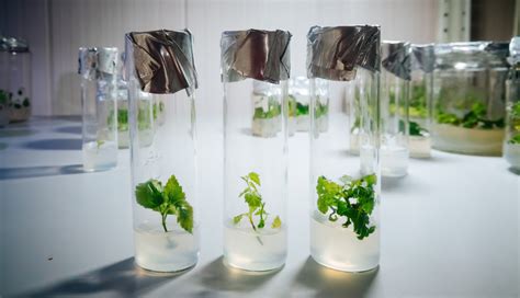 Plant Tissue Culture Uses