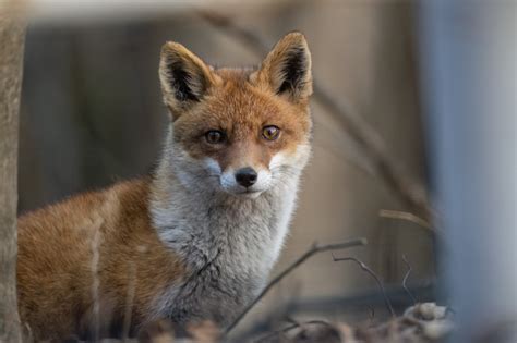 Japanese Red Fox Vulpes Red Fox (Vulpes Vulpes Schrencki) Erwachsene
