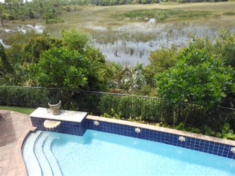 Image result for Tulip Tree CT