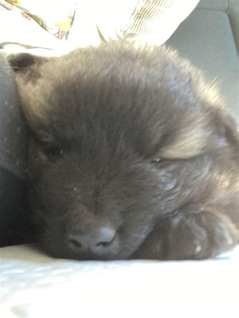 Little miss Eevee on the car ride home | Scrolller