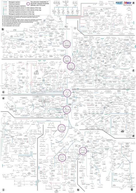 Biochemistry Process Map 的图像结果