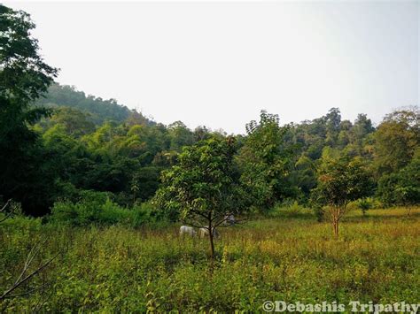 Pampasar: The Entry Point to The Reserve Forest, Satkosia