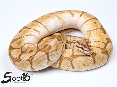 Image result for Butter Ball Python Morph