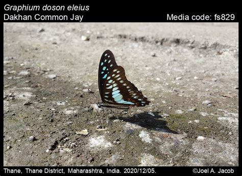 Graphium doson (C. & R. Felder, 1864) - Common Jay | Butterfly