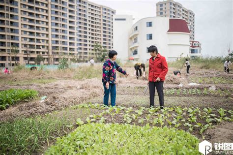 德城区哨马营村蔬菜种植：百余户村民年收益均超10万元_德州新闻网