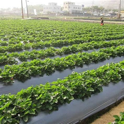1200mm Plastic Mulching Sheets Manufacturers and Suppliers from Nashik