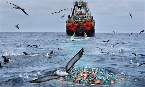 Экологические проблемы Черного моря: загрязнение ресурсов, что люди ...