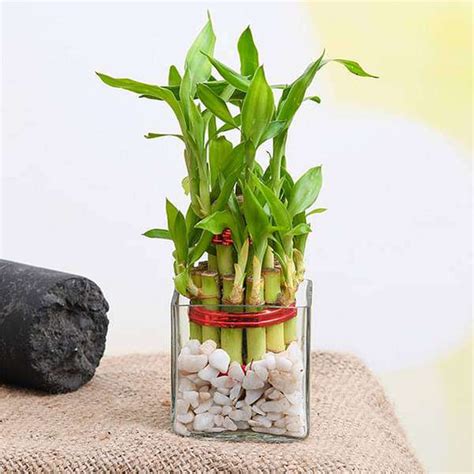 Buy Bamboo Plants online from Nurserylive at lowest price.