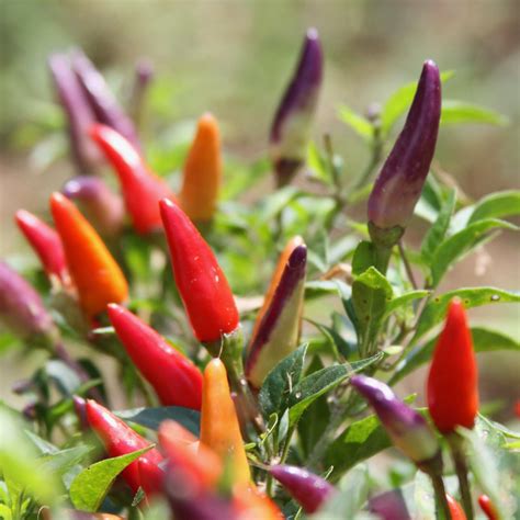 How to take care of an ornamental pepper plant – Artofit
