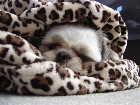 Images of Shih Tzu Dogs – So Cute You Can’t Resist Sharing! – Petsworld