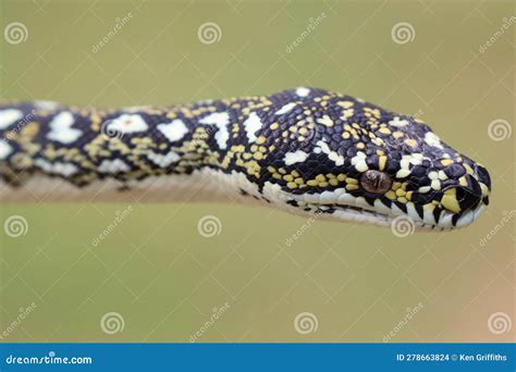 Image result for Australian Diamond Python