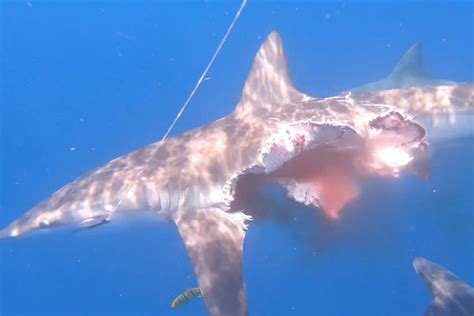 原来《加勒比海盗5》中的幽灵鲨鱼真的存在，生殖器官还长在脸上 - 知乎