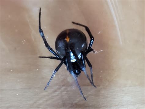 Northern Black Widow; Wichita, KS : r/spiders