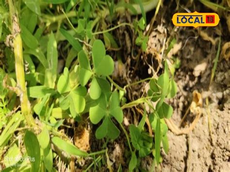 health-benefits-of-changeri-grass-panacea-for-the-digestive-system-and ...