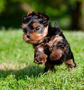 Image result for Adorable Teacup Animals