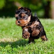 Image result for Cute Adorable Teacup Puppies