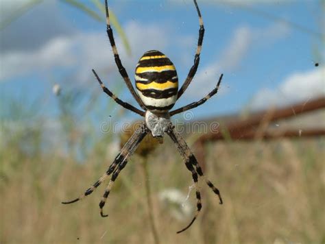 黑色蜘蛛黄色 库存图片. 图片 包括有 来克亨鸡, 托斯卡纳, 昆虫, 投反对票, 黄色, 蜘蛛网, 蜘蛛 - 1669739