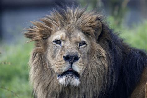 Endangered Species Update: Lions Among 23,000 Species At Risk Of ...