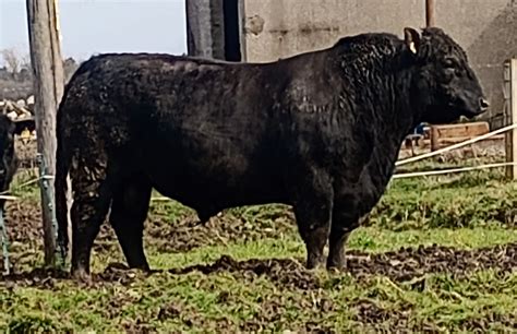 Aberdeen Angus Stock Bull for Sale – Moray Area - Aberdeen-Angus Cattle ...