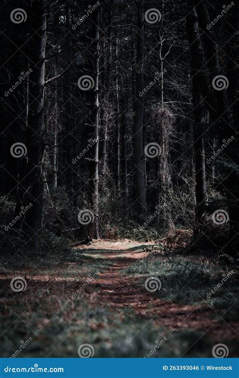 Vertical Shot of Dark Forest of Liberty Reservoir in Baltimore ...