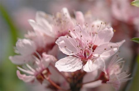 Leica ELPRO E52 Close-up Lens