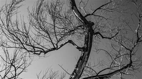 Download wallpaper 1366x768 trees, branches, mountains, sky, bw tablet ...