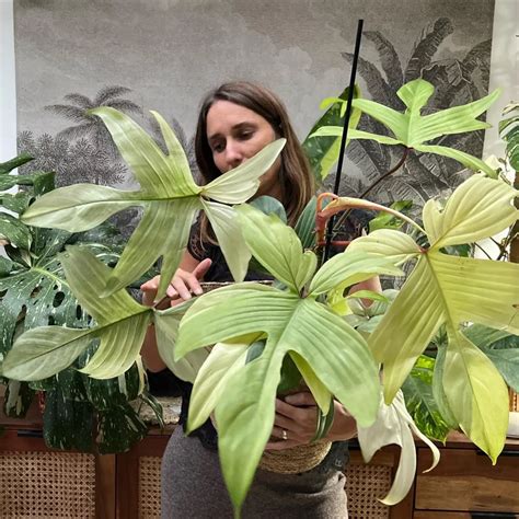 Florida Ghost Philodendron Complete Guide