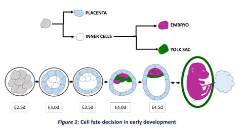 Image result for Early Embryo Development
