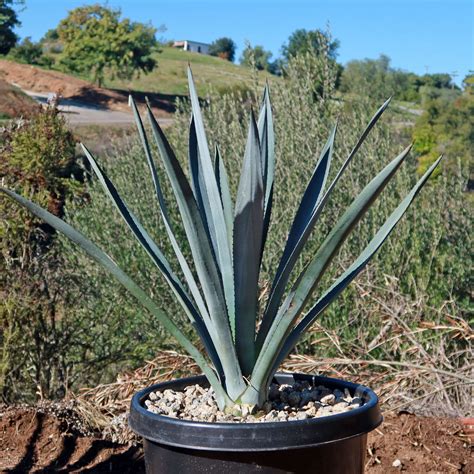 Shop Blue agave 'Tequila Plant' Agave Tequilana - Care and Info ...