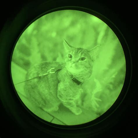 Cat Night Vision Goggles