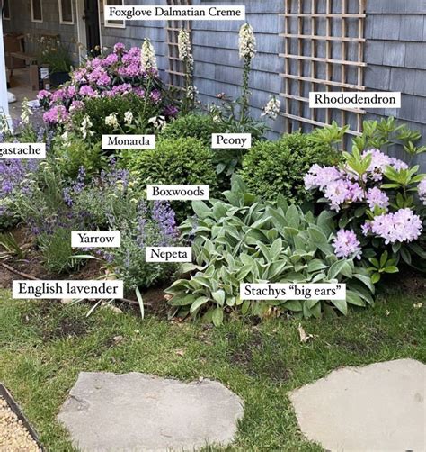 Front Garden Plants: Create a Charming Entrance