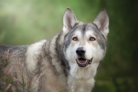 Download Dog Czechoslovakian Wolfdog Animal Wolfdog HD Wallpaper