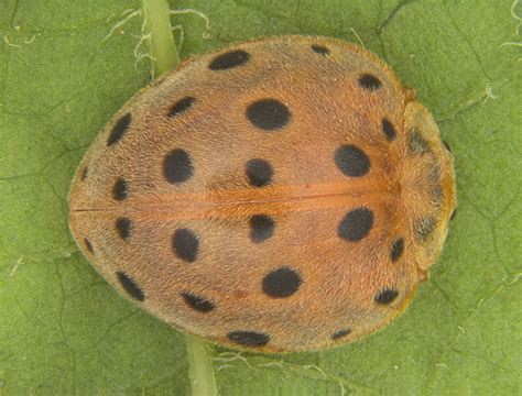 Bitter gourd sweet to plant-loving ladybird beetle