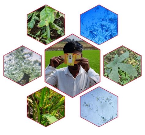 Foldscope Microscopy empowering farmers in Chhattisgarh to detect plant ...