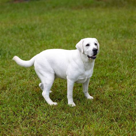 Our Parents | A&B Labradors