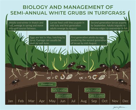 Best Time To Kill Grubs