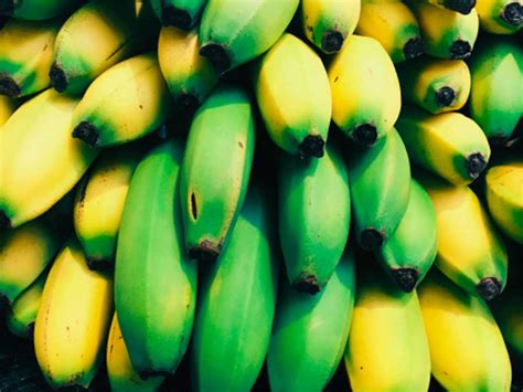 Nuevo plátano brasileño resistente a plaga
