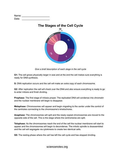 Cell Cycle Phases and Checkpoints - Worksheets Library