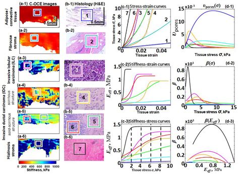 Geophysics-Inspired Nonlinear Stress–Strain Law for Biological Tissues ...