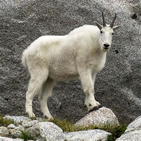 Download White Mountain Goat Picture | Wallpapers.com