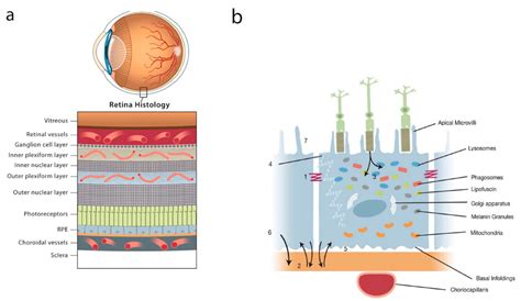 Tight Junctions of the Outer Blood Retina Barrier