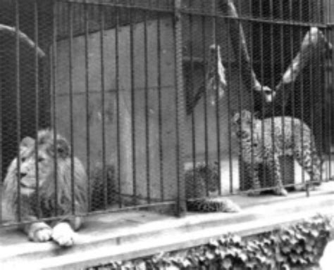 History Of Zoo - Arignar Anna Zoological Park