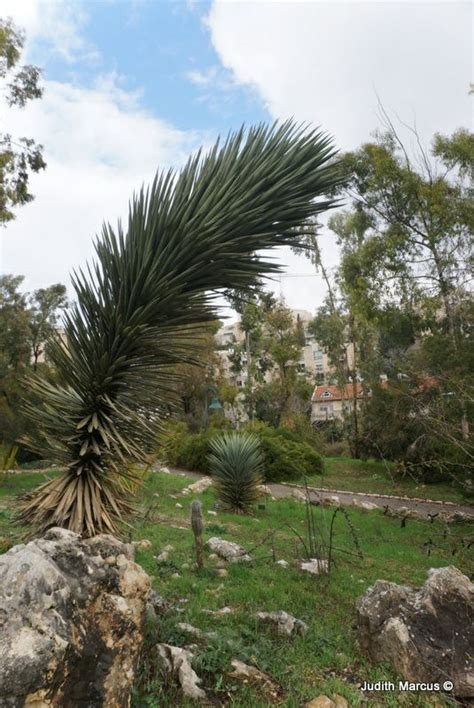 Yucca faxoniana - יוקה דרומית, Faxon Dagger, Giant Spanish Dagger, Tree ...
