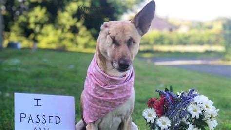 Image result for Dogs Getting Abused