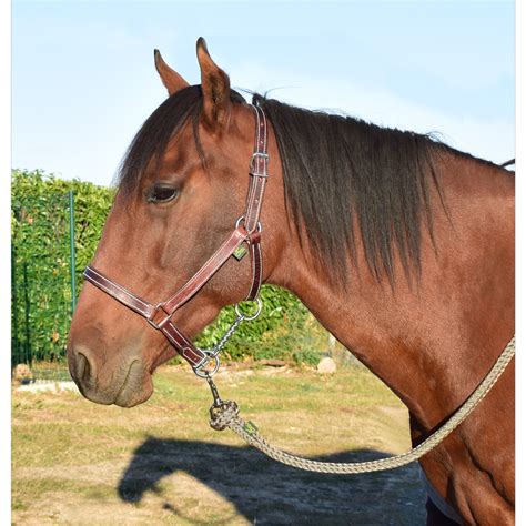 Image result for Licol Cheval