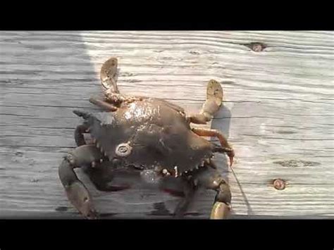 Bildergebnis für crab+and+lobster+pregnant